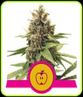 Apple Fritter - Royal Queen Seeds