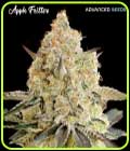 Apple Fritter - Advanced Seeds