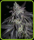 Apple Fritter x Jealousy - Grounded Genetics