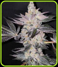 Apple Fudge - Grounded Genetics