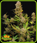 Apricot Auto - FastBuds