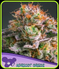 Apricot Oreoz - Anesia Seeds