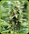 Apricot Papaya - Humboldt Seed Company