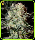 Arjan's Strawberry Haze - Green House Seeds