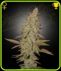 Arjan's Ultra Haze 1 - Green House Seeds