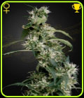 Arjan's Ultra Haze 2 - Green House Seeds