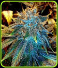 Ascension - Gage Green Group