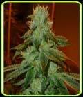 Aspirare - Gage Green Group