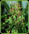 Ata Tundra - Seedsman Seeds