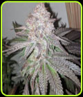 Atomic Sherbet - Dank Genetics