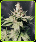 Atomic Sour - Dank Genetics