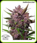 AutoBlackberry Kush - Dutch Passion Seeds
