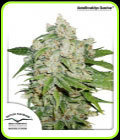 AutoBrooklyn Sunrise - Dutch Passion Seeds
