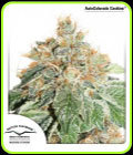 AutoColorado Cookies - Dutch Passion Seeds
