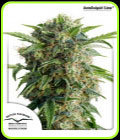 AutoDaiquiri Lime - Dutch Passion Seeds