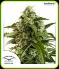 AutoEuphoria - Dutch Passion Seeds