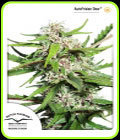 AutoFrisian Dew - Dutch Passion Seeds