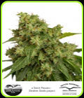 AutoXtreme - Dutch Passion Seeds