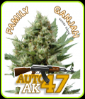 Auto AK-47 - Family Ganjah Seeds