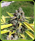 Auto AK - CBD Seeds
