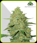 Auto Acapulco Gold - Auto Seeds