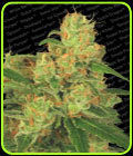 Auto Acid - Paradise Seeds