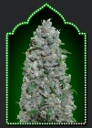Auto Afghan Mass XXL - OO Seeds