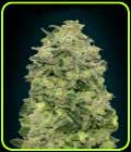 Auto Afghan Skunk - Advanced Seeds