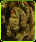 Auto Afghani - VIP Seeds