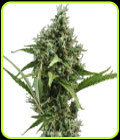 Auto Amnesia - CBD Seeds