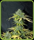 Auto Amnesia - Seedsman Seeds