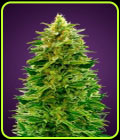 Auto Amnesia - Advanced Seeds