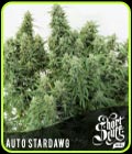 Auto Stardawg - Short Stuff Seeds