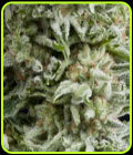 Auto Amnesia Gold - Pyramid Seeds