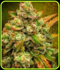 Auto Amnesia Haze - BSB Genetics