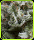 Auto Anesthesia - Pyramid Seeds