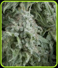 Auto Anubis - Pyramid Seeds