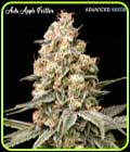Auto Apple Fritter - Advanced Seeds