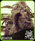 Auto Assassin - Short Stuff Seeds