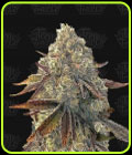 Auto Bacio Gelati - Terp Treez Co