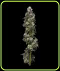 Auto Bakers Delight - DNA Genetics Seeds