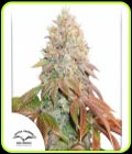 Auto Banana Blaze - Dutch Passion Seeds