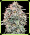 Auto Banana Cookies - Advanced Seeds