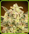 Auto Biodiesel Mass XXL - Advanced Seeds