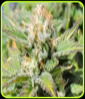 Auto Black JH - Original Sensible Seeds