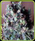 Auto Black Valium - Top Shelf Elite Seeds