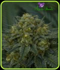 Auto Blackberry Moonrocks - Anesia Seeds