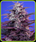 Auto Bloody Skunk - Sweet Seeds