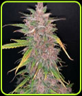 Auto BlueBerry Sugar Pine - Top Shelf Elite Seeds