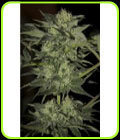 Auto Blue - Seedsman Seeds